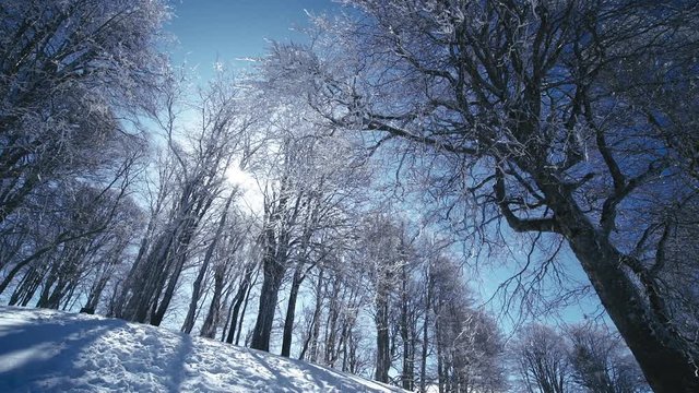 Beauty sunny forest scenery in winter season. Cinematic shot
