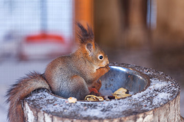 Red squirrels sit and eat nuts 