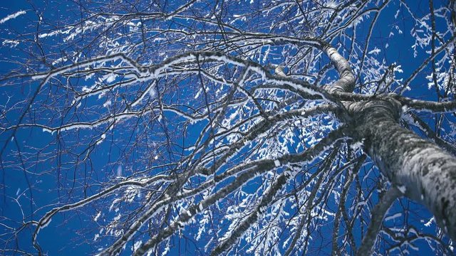 Thick layer of glaze on a tree