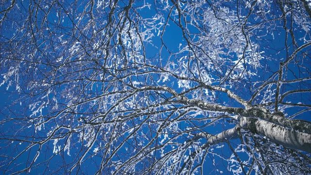 Glaze on a tree. Winter ice storm