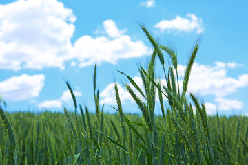 Green wheat field and blue sky.