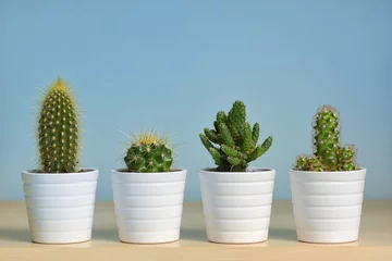 Photo sur Plexiglas Cactus Différents types de cactus en pots