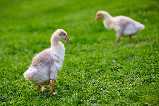 The goslings pecking at the grass on the farm