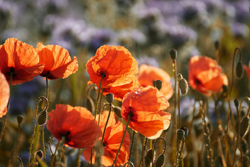 Beautiful poppy flower on a field in summer