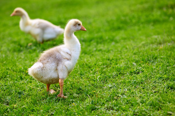 The goslings pecking at the grass on the farm