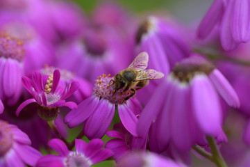 Busy Bee