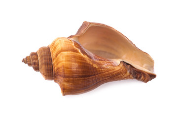 Sea shell on white background