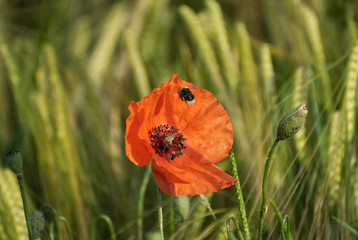Beautiful poppy flower on a field in summer
