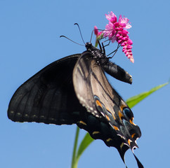 butterfly