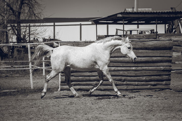 The Arabian mare is sporting in the pen