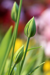 Naklejka premium Buds of tulips vertically on a motley background. Juicy stalks of tulips at a flower-show close up. Macro.Tulipa. Liliaceae Family. 