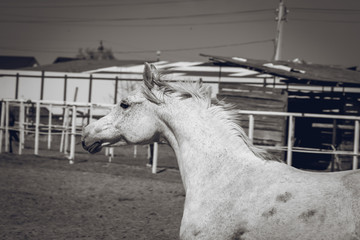 The Arabian mare is sporting in the pen