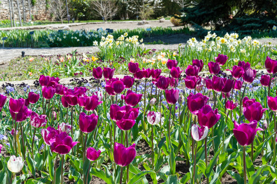 Beautiful group purple tulips. Spring landscape.Seasonal photography