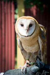 Owl