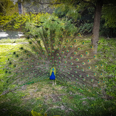 beautiful vivid peacock full open feather