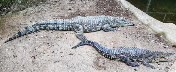 two crocodiles by water side view