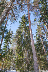 winter forest with shadows on snow