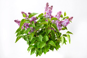 bouquet lilac on white background / photography with scene of the flowering bouquet lilac on white...