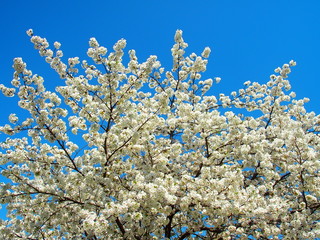 満開の桜と青空