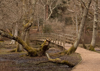 Ober New Forest Walk