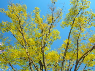 芽吹きの欅と青空