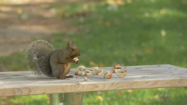 Squirrel eating croutons