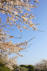 桜の咲く道