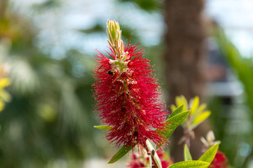 Callistemon rigidus or stiff bottlebrush red flower with green