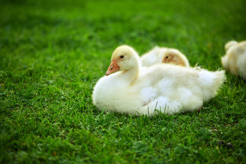 A gaggle of goslings, lying on grass
