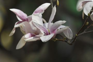 magnolia flower on tree