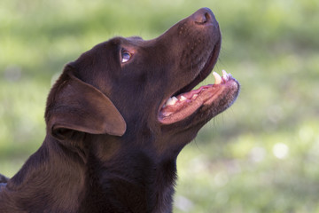 brown labrador dog