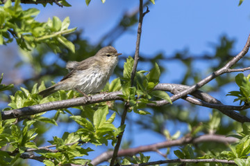 cute sparrow on tree