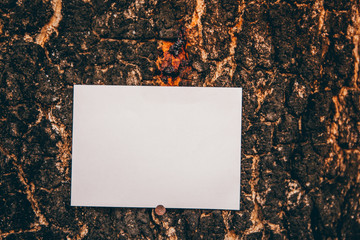 Blank white rectangular paper on texture of bark