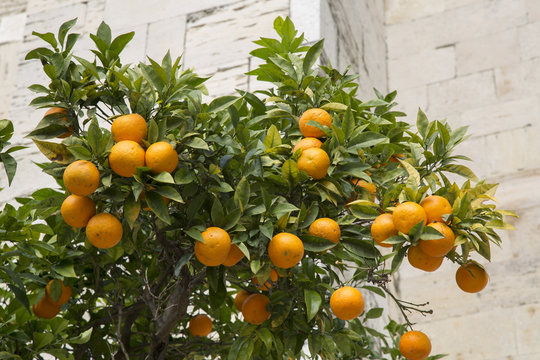 Fototapeta Orange Tree at Cathedral, Lisbon