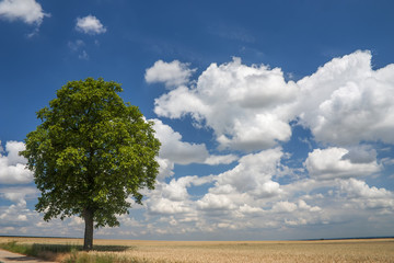 Fototapeta na wymiar Walnussbaum (Juglans regia) und Wolkenhimmel