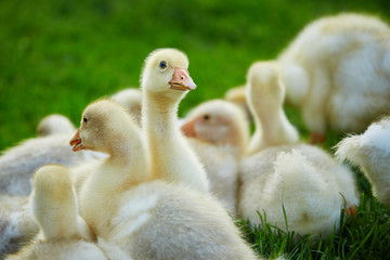 A gaggle of goslings, lying on grass
