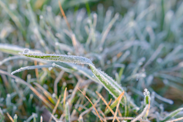 Gefrorenes Gras bei Bodenfrost