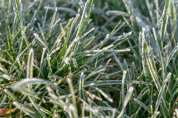 Bodenfrost am morgen auf Gras