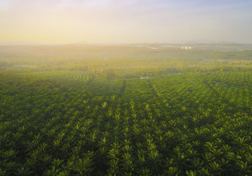 Aerial view of Palm Plantation at South East Asia.
