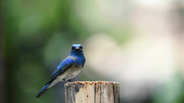 Bird (Blue-and-white Flycatcher, Japanese Flycatcher) male blue and white color perched on a tree in the garden risk of extinction