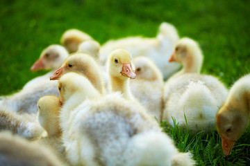 A flock of young domestic geese lying on the grass