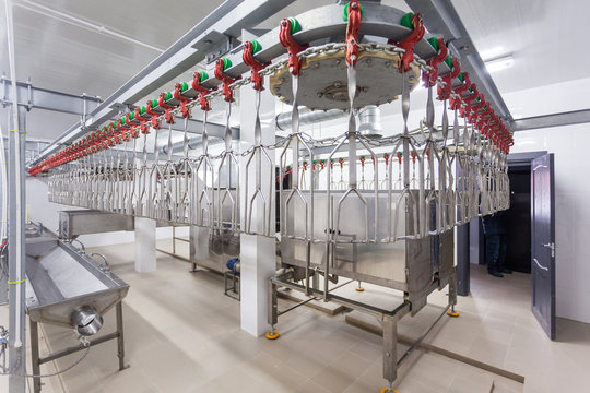 Technological line for primary processing of poultry, chicken carcasses 
