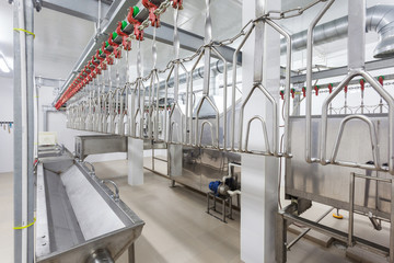Technological line for primary processing of poultry, chicken carcasses 