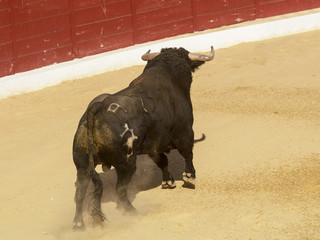 Toro de lidia en la arena de una plaza de toros. España