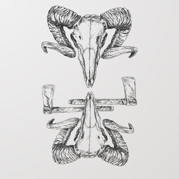 Sketch of ram skull. Skull of an animal with axes. Hand drawn illustration