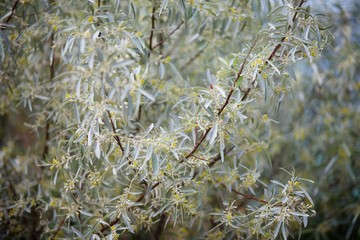 Plants in nature. tree branches olive with small flowers.