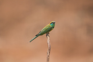 Little bee-eater