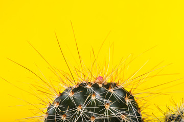 Tiny Cactus in the Pot on Bright Neon Background. Saturated Imag