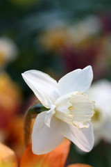 Fototapeta na wymiar Narcissus White on color blurring a background a close up vertically. Macro. Narcissus. Amaryllidaceae family.