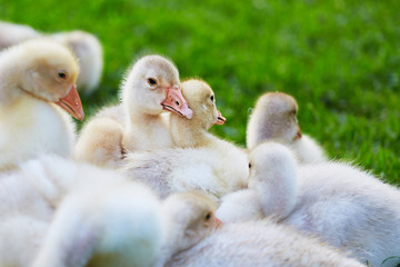 A gaggle of goslings, lying on grass